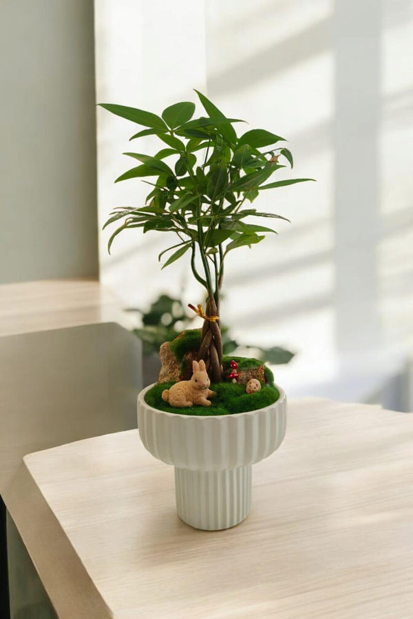 Pachira plant with miniature miniature terrarium arrangement