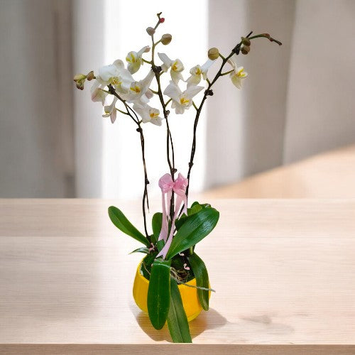buy orchid plants online in Bangalore