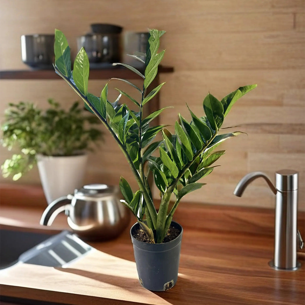 Medium-sized ZZ Plant with glossy green leaves in decorative pot – CrazyFlora