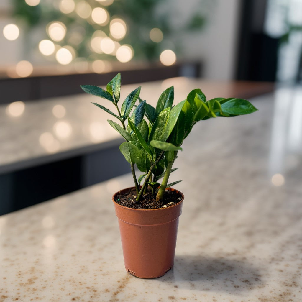ZZ Plant small size – glossy green low-maintenance indoor plant in pot – CrazyFlora