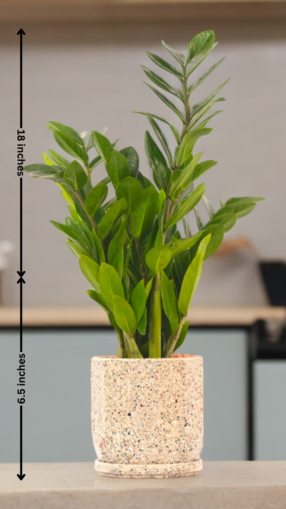 Indoor plants safe home delivery