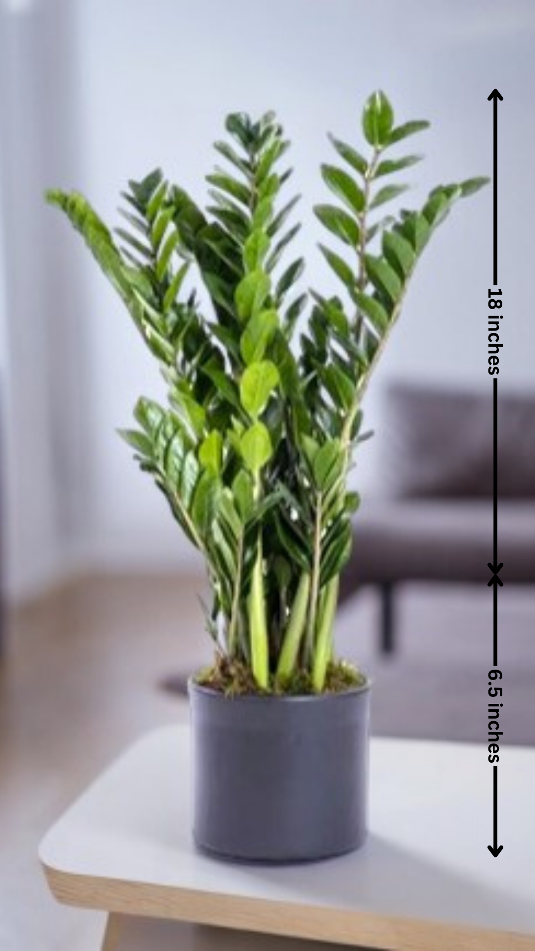 Indoor Plants for Home in Bangalore