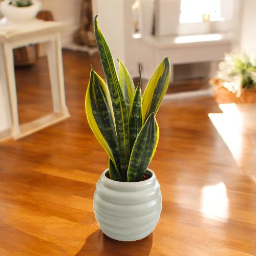 zamia green plant in Bangalore