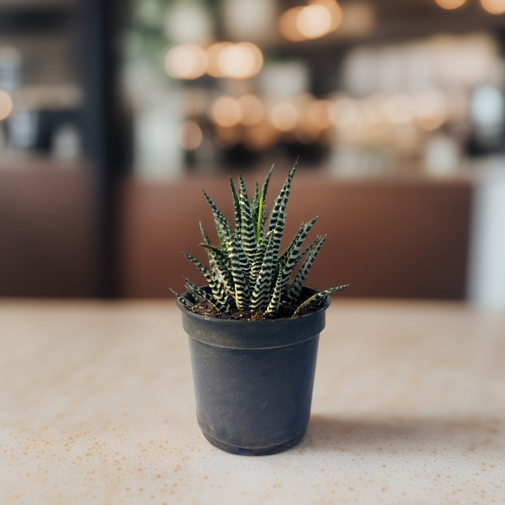 Zebra Plant with striped leaves in decorative pot – indoor succulent – CrazyFlora