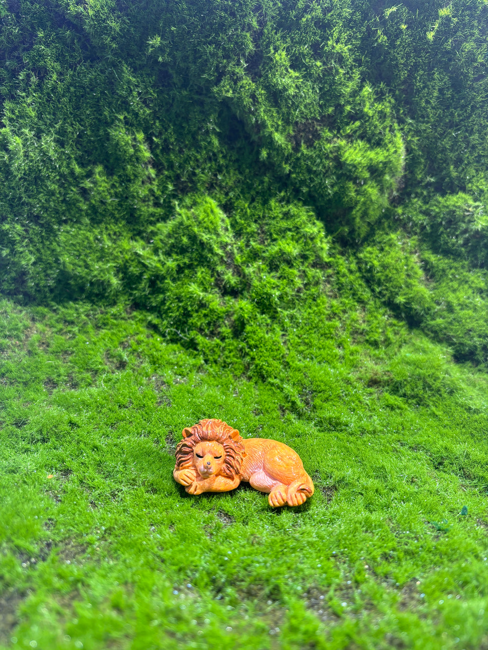 Adorable Lion Miniature