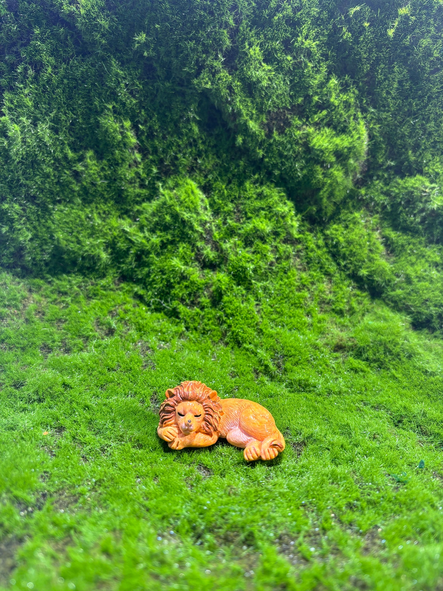 Adorable Lion Miniature