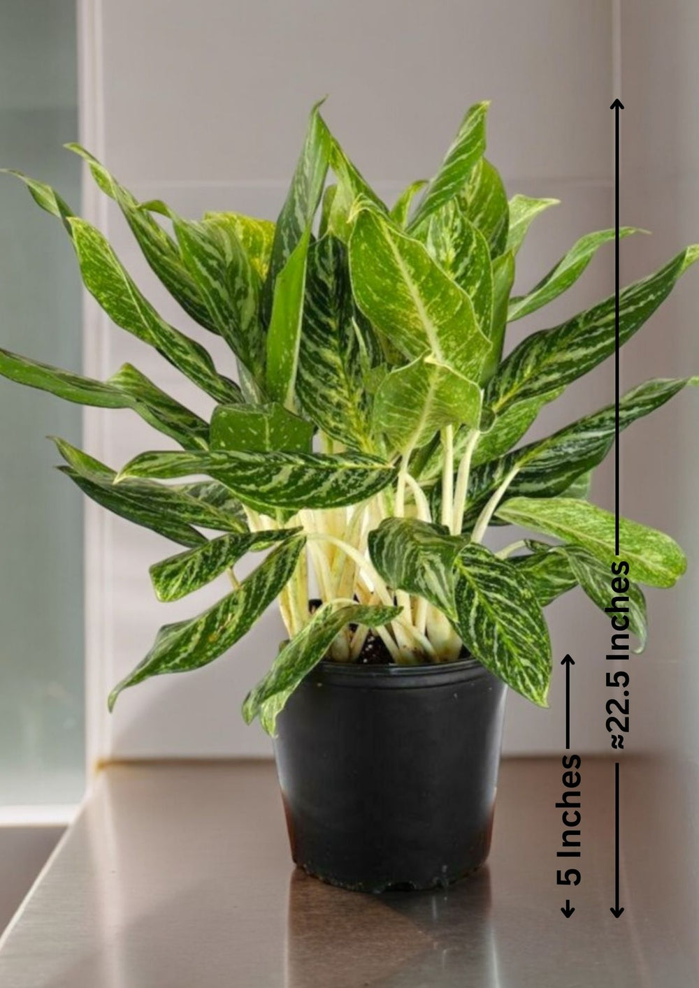 Indoor plants safe home delivery