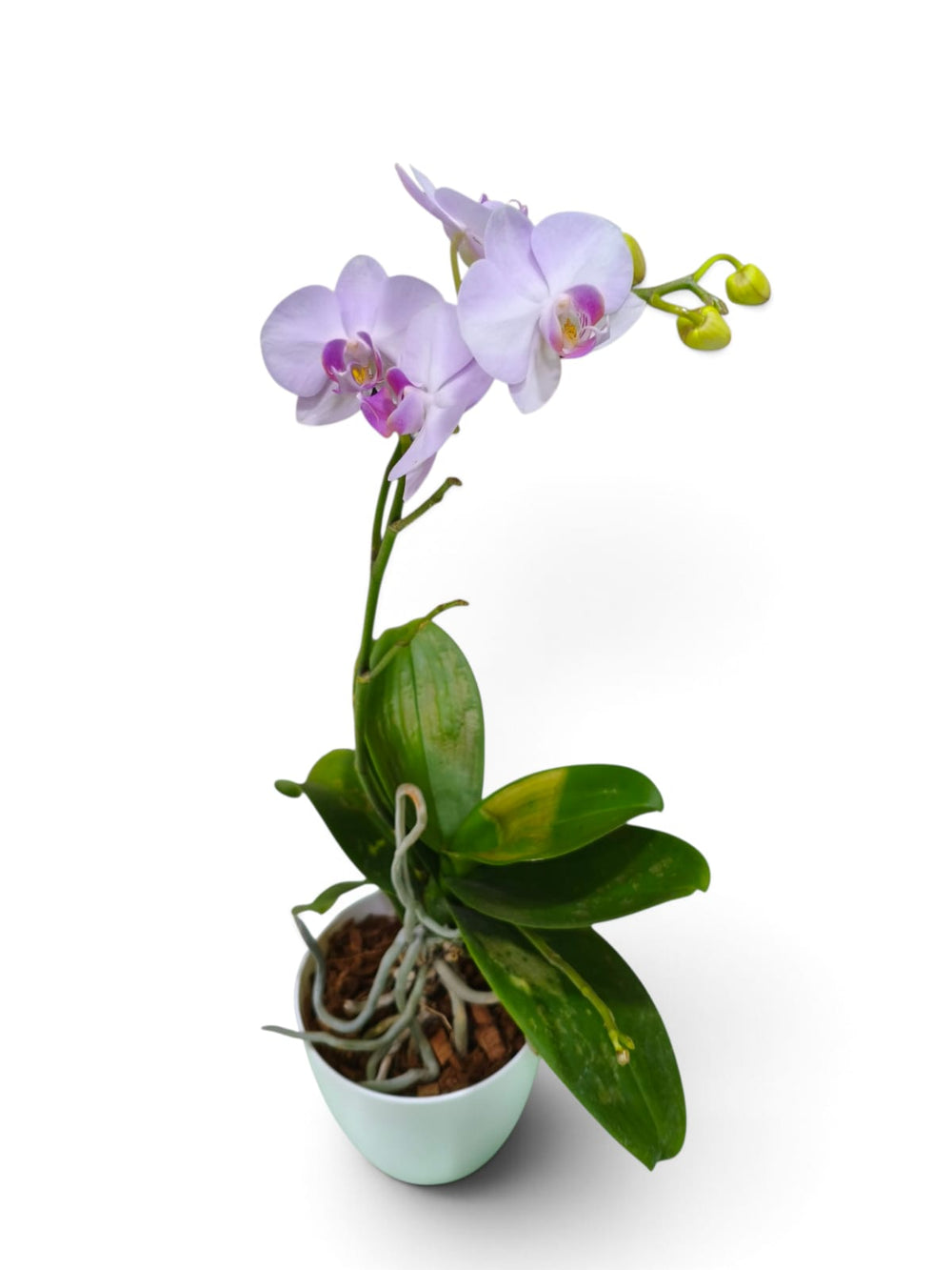 Dendrobium Orchid – Blush Pink indoor plant in a pot – close-up view