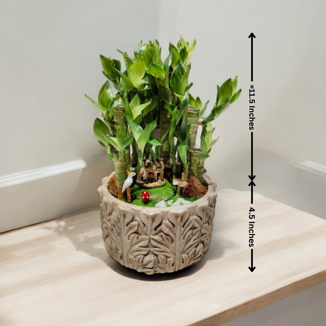 lucky bamboo plant with pot in Bangalore