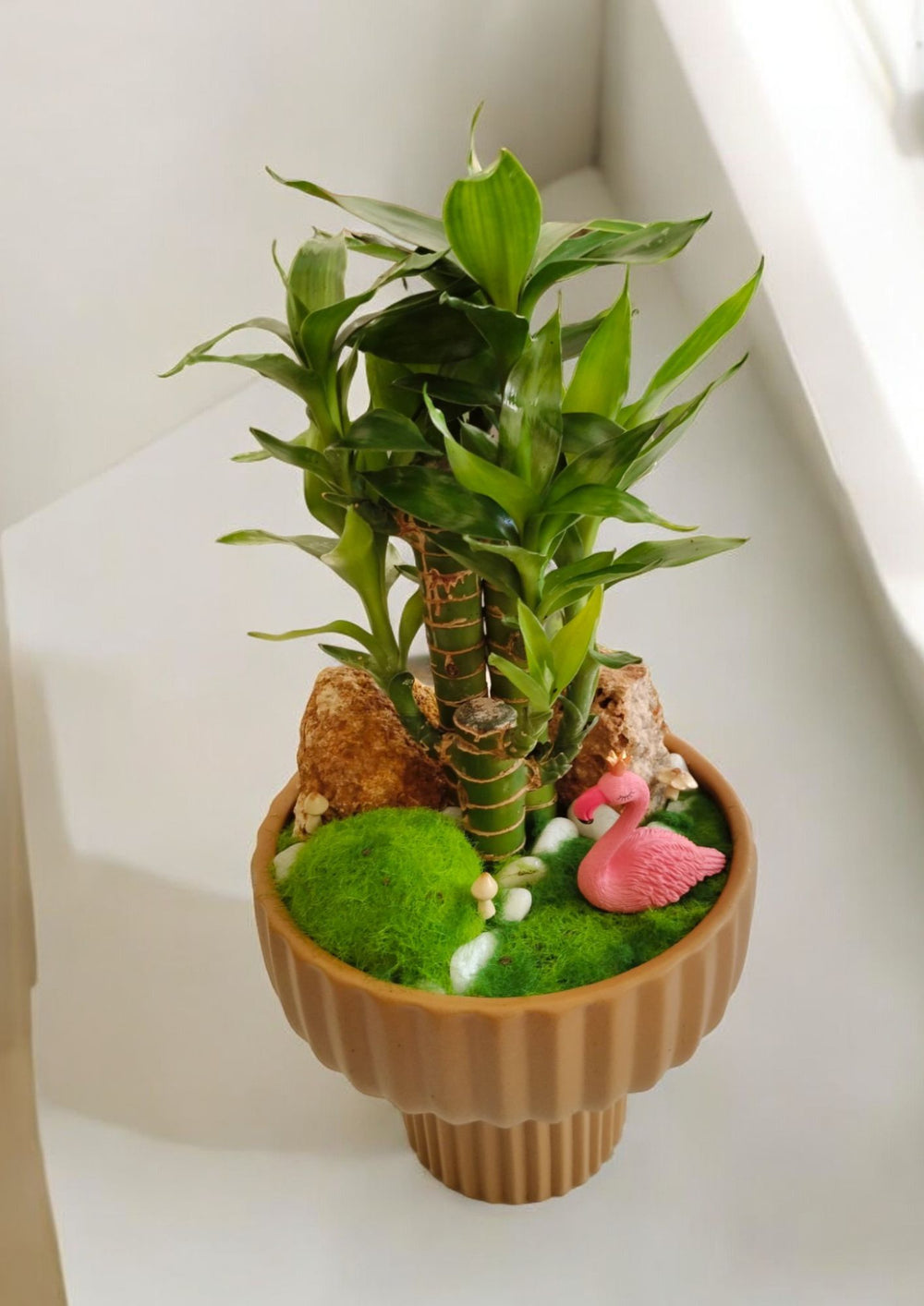 is lucky bamboo an indoor plant near bangalore