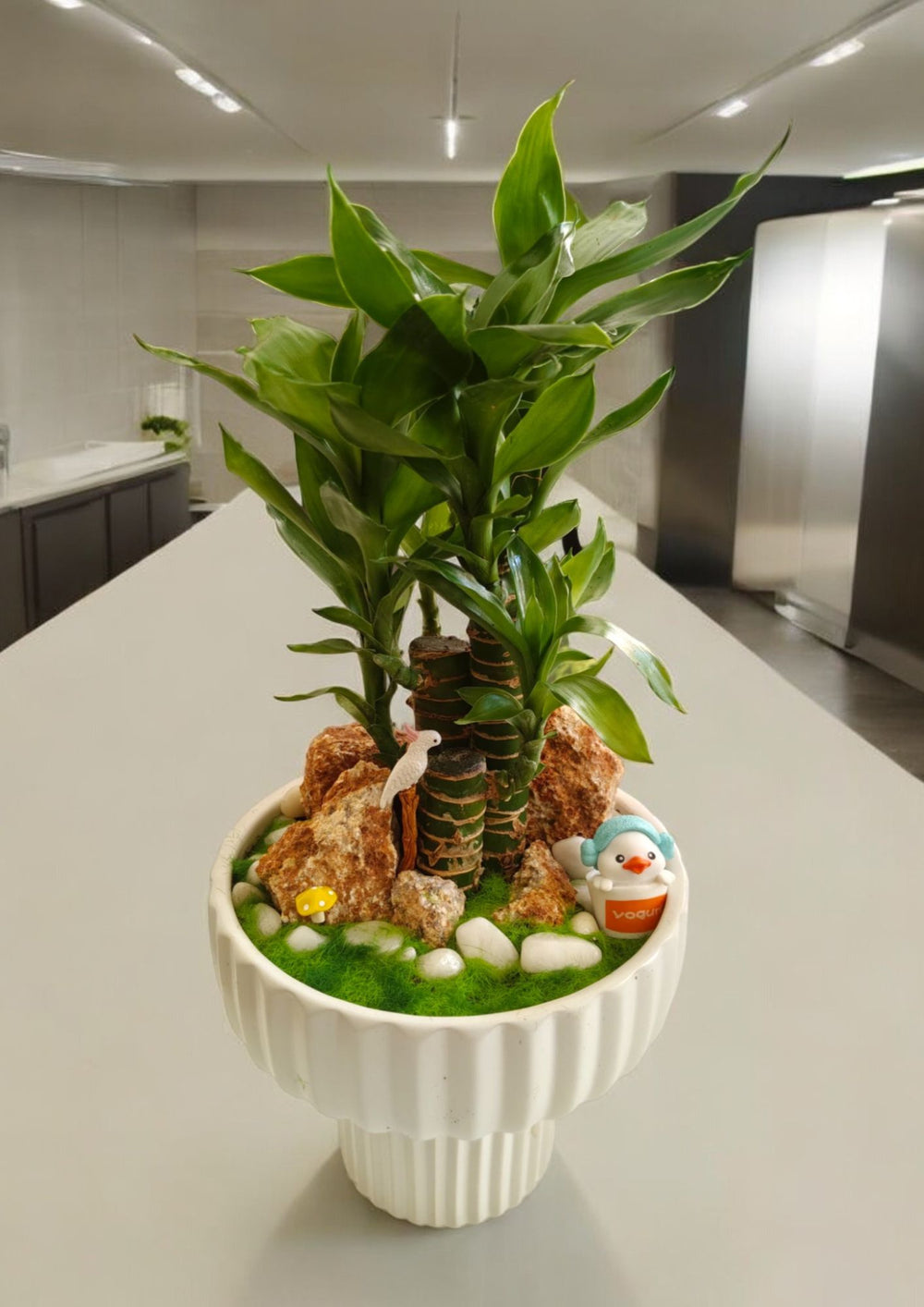lucky bamboo plant with pot Near bangalore