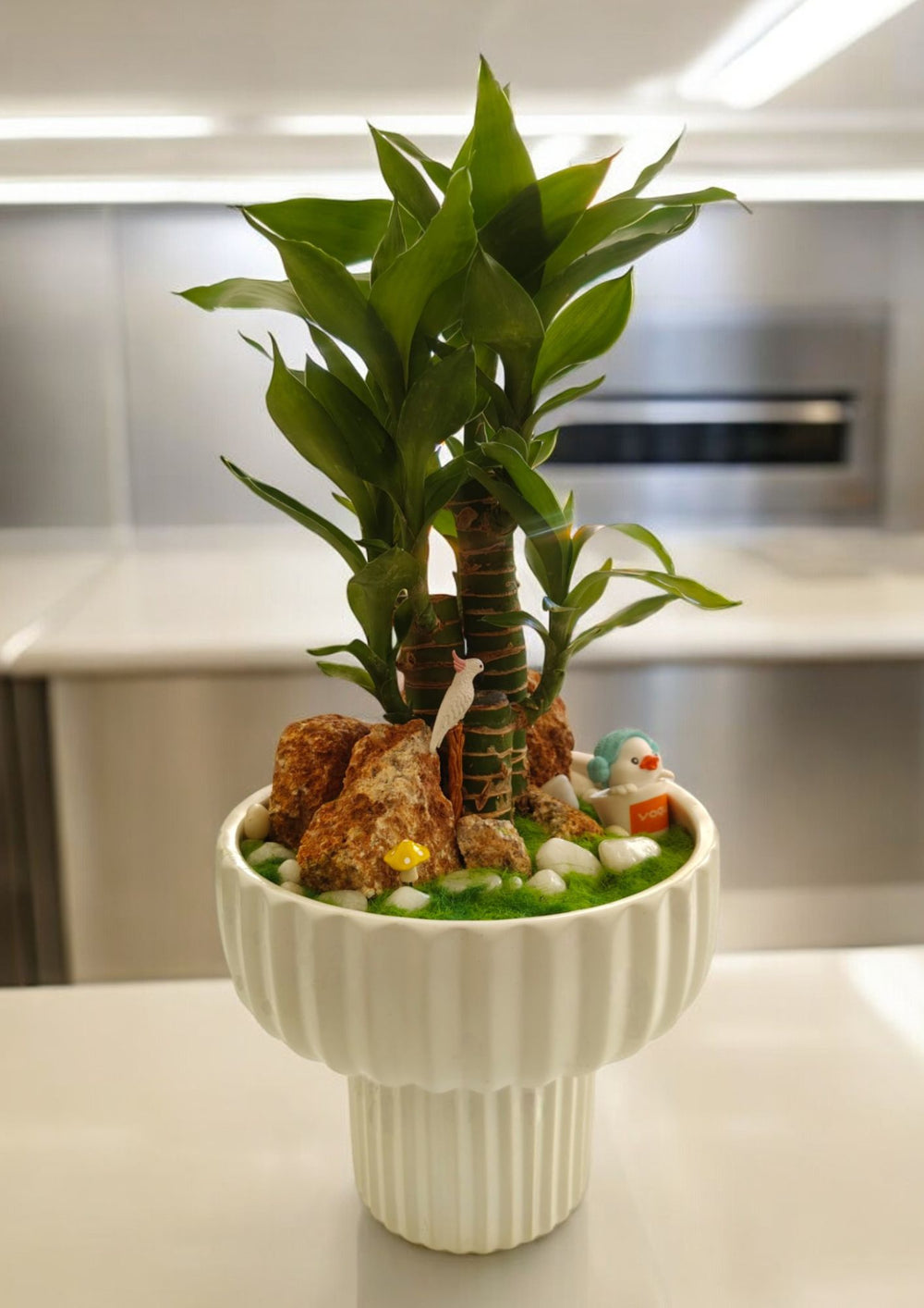 layer lucky bamboo plant online In Bangalore
