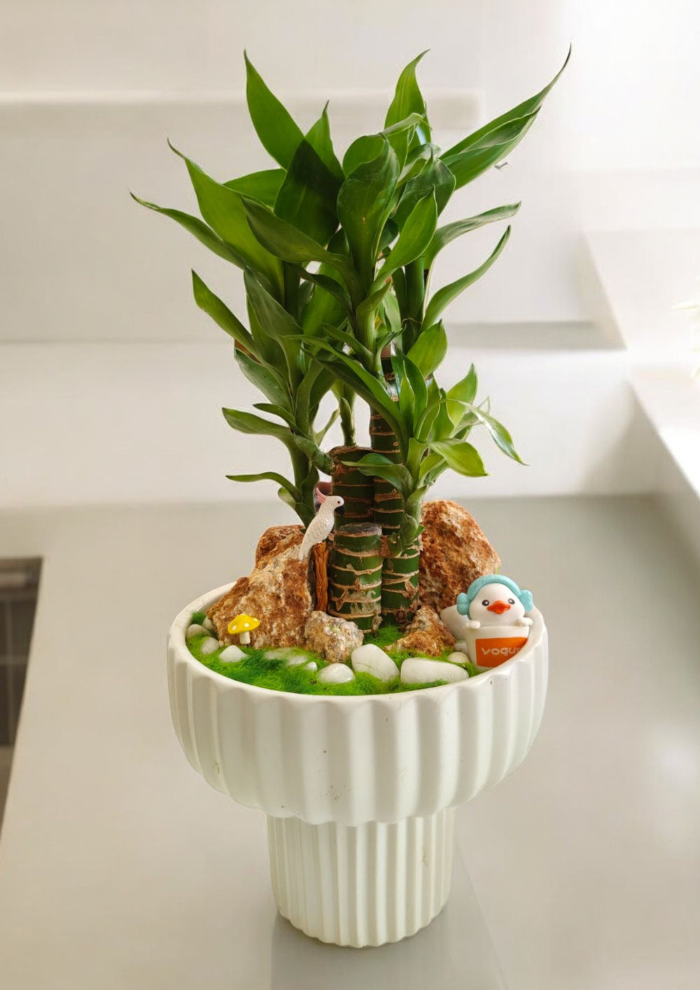 is lucky bamboo a good indoor plant In Bangalore