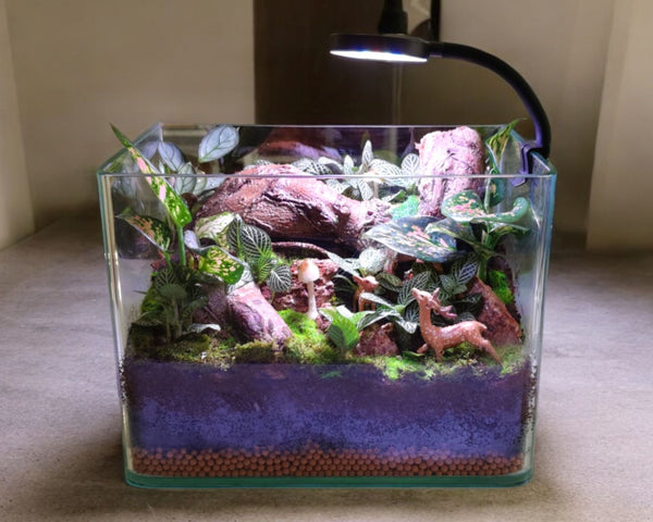 terrarium miniature Near Bangalore