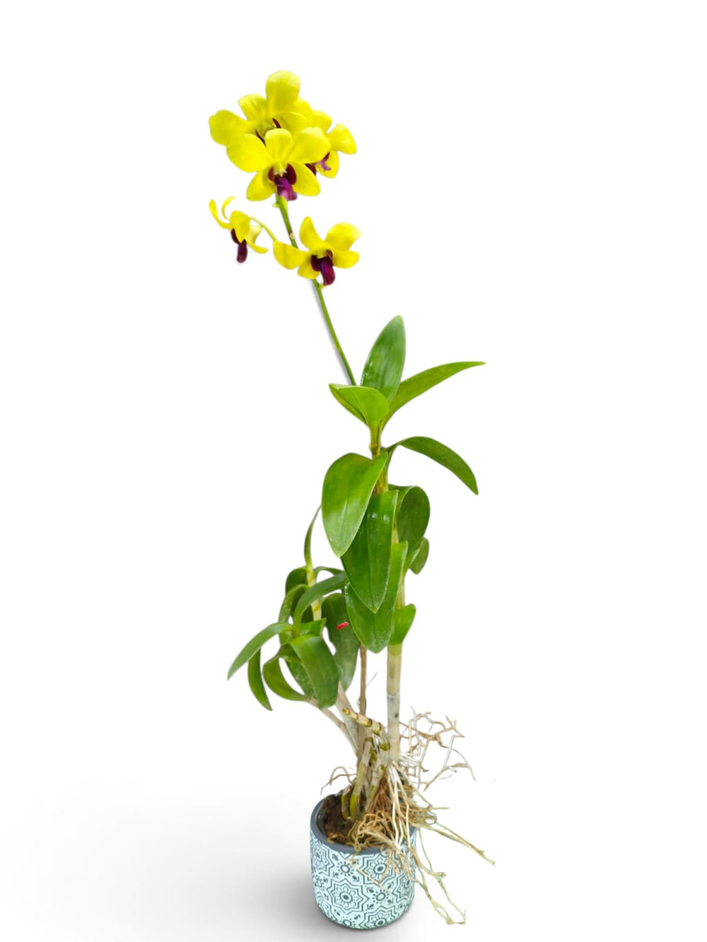 Dendrobium Orchid – Golden Yellow indoor plant in a pot – styled in home decor