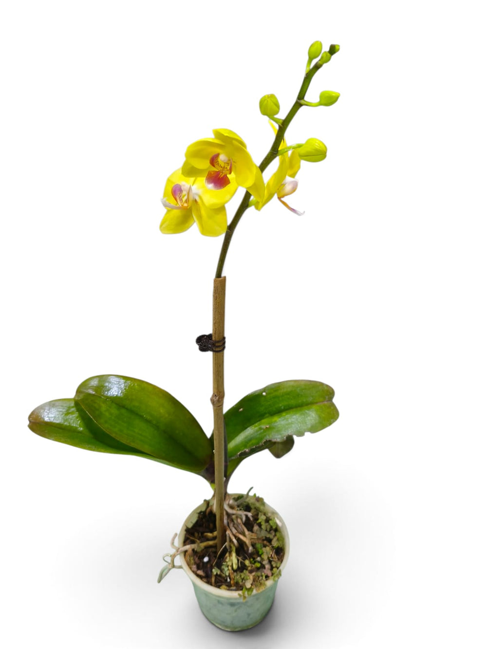 Dendrobium Orchid – Golden Yellow indoor plant in a pot – close-up view