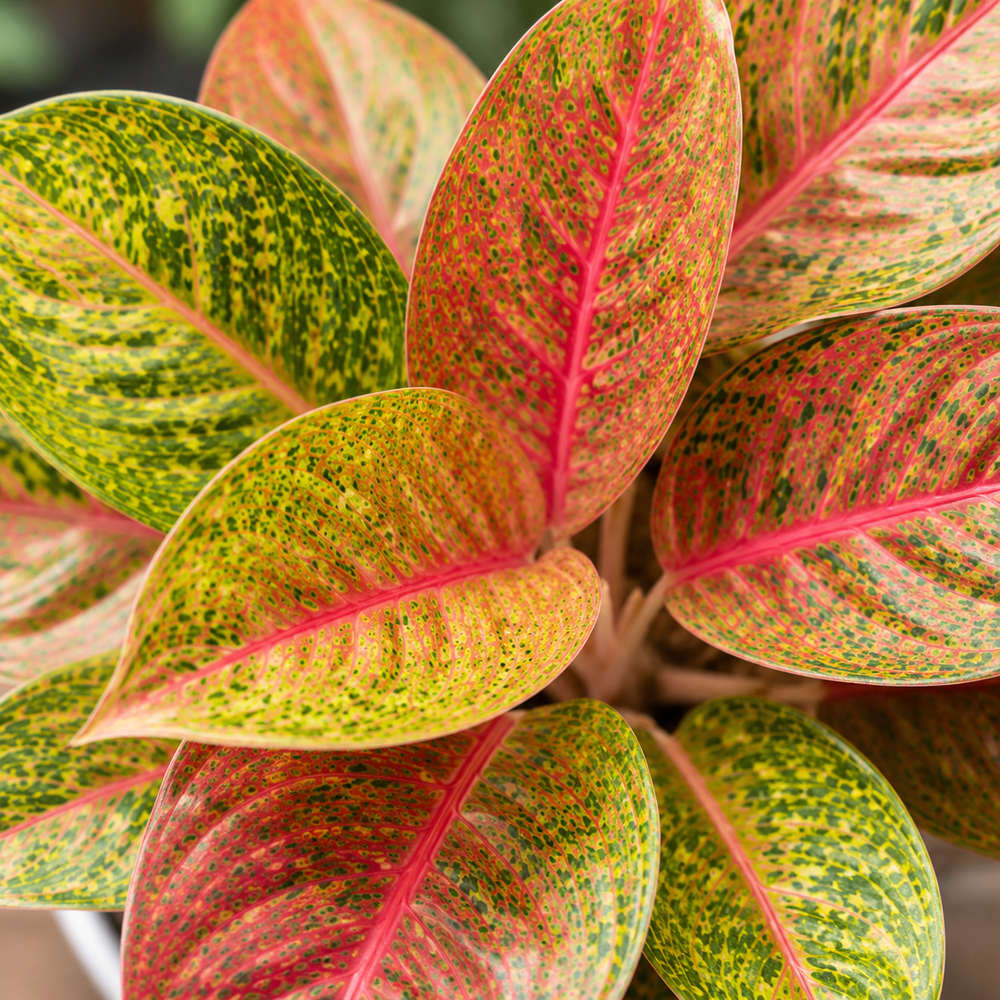 Big Aglaonema Plant