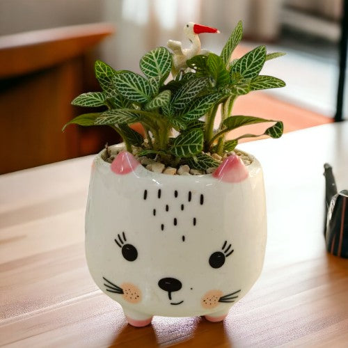 jade plants at home in Bangalore