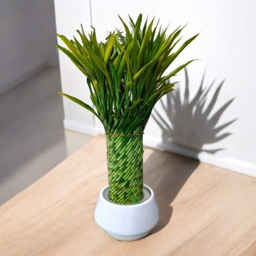 spiral bamboo plant online in Bangalore