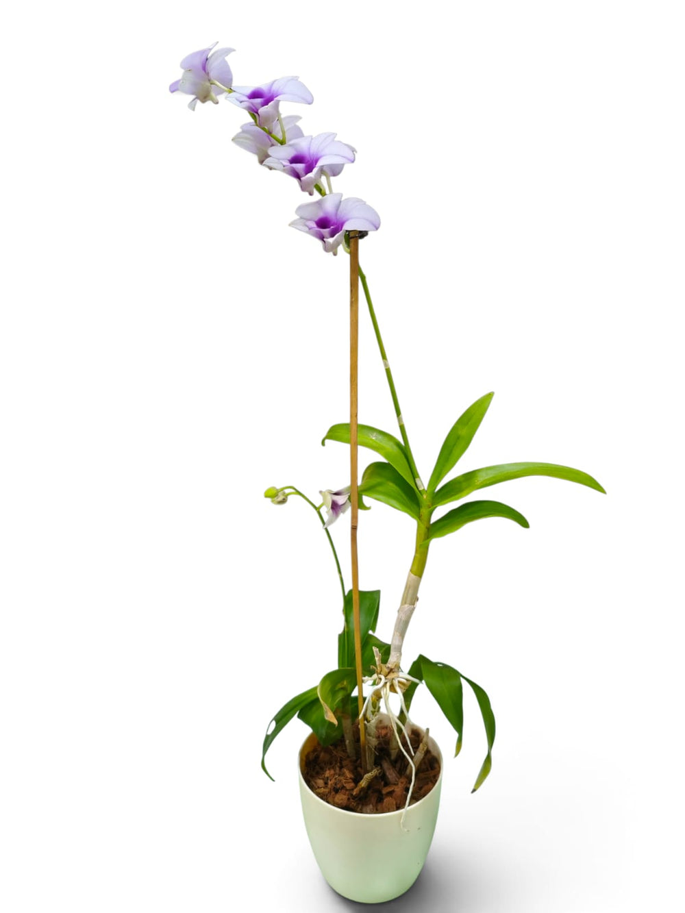 Dendrobium Orchid – Lavender Star indoor plant in a pot – close-up view