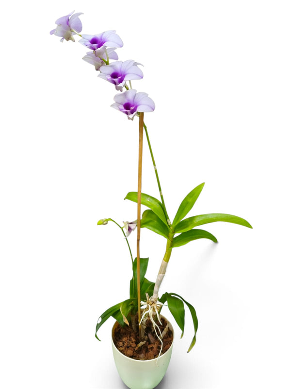 Dendrobium Orchid – Lavender Star indoor plant in a pot