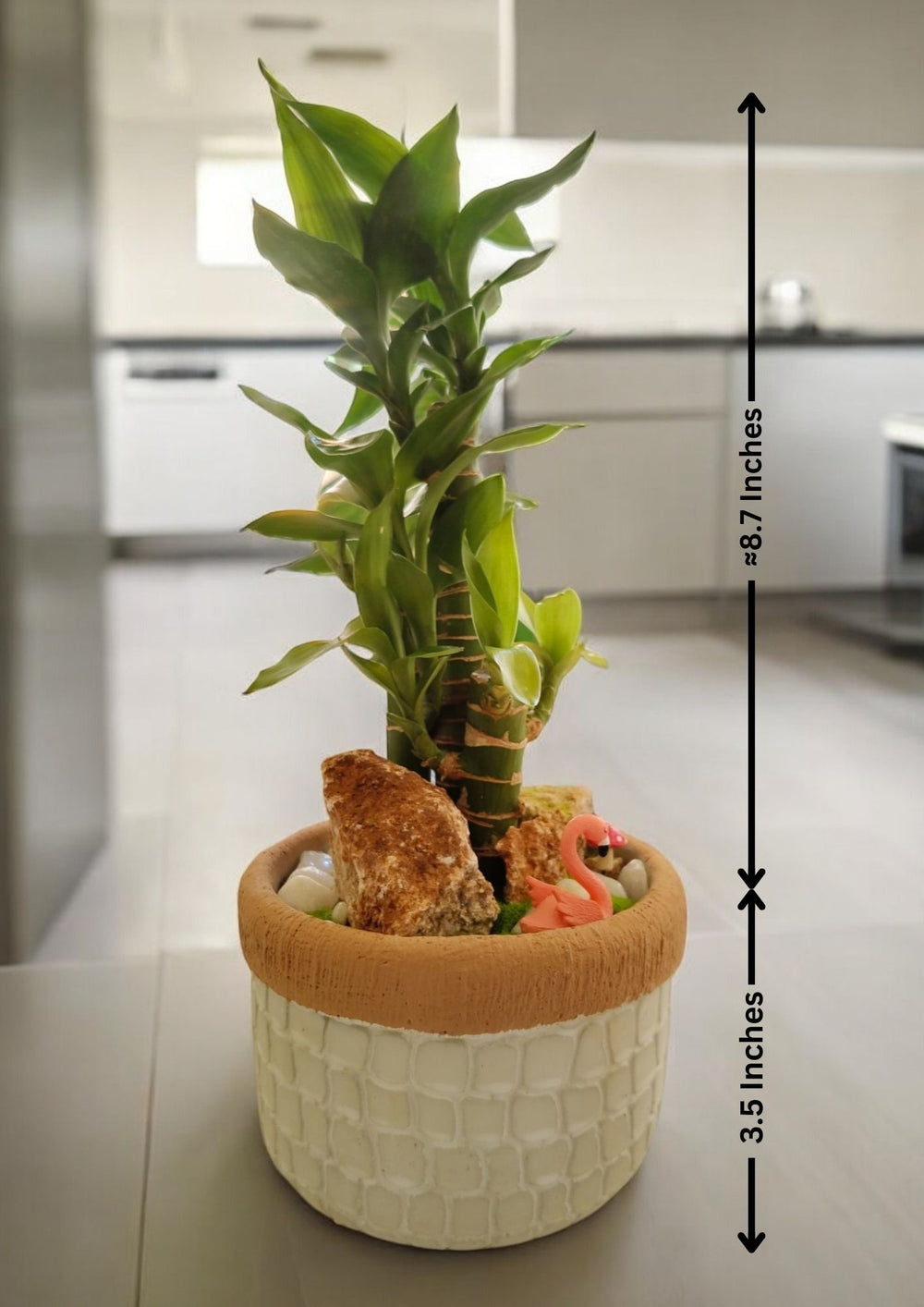 lucky plant pot in Bangalore