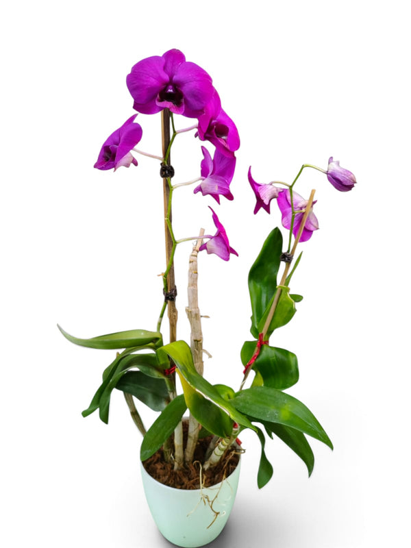 Dendrobium Orchid – Magenta Splash indoor plant in a pot