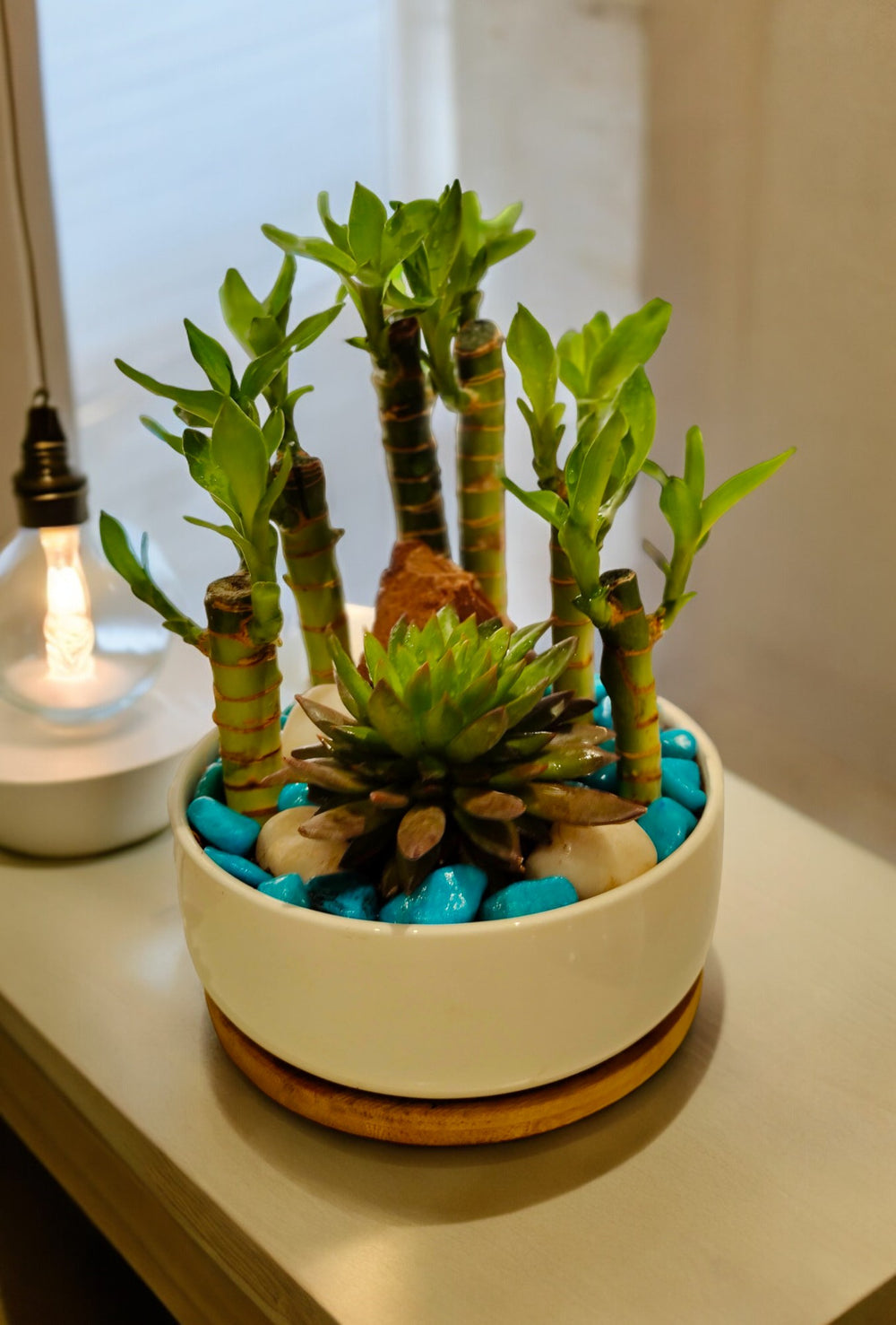 Creative Farmer Imported Lotus Bamboo & Succulent In Round pot