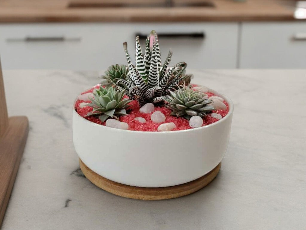 Succulent Plants in Round-Shaped Planter with Tray