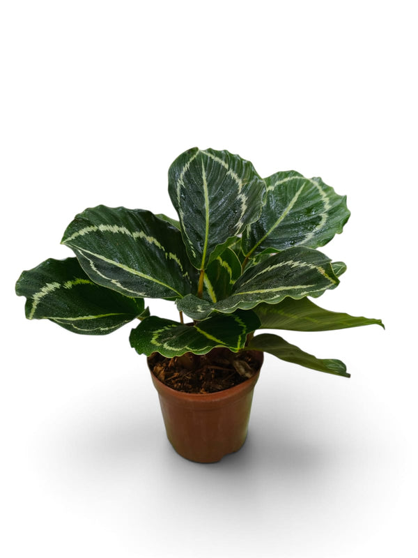 Calathea Ornata (Pinstripe Calathea) indoor plant in a pot