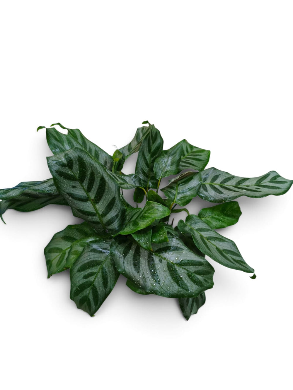 Calathea Peacock (Goeppertia makoyana) indoor plant in a pot