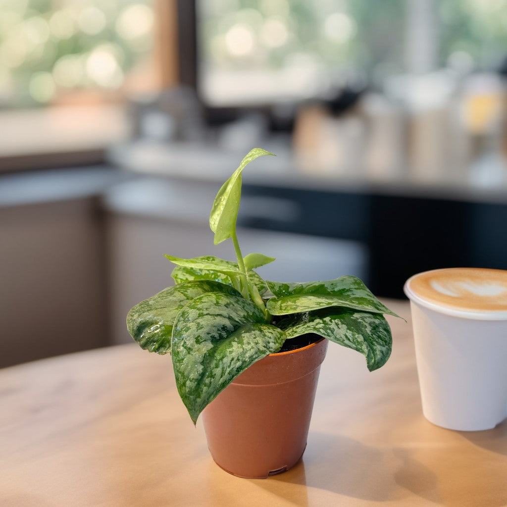Imported Money Plant