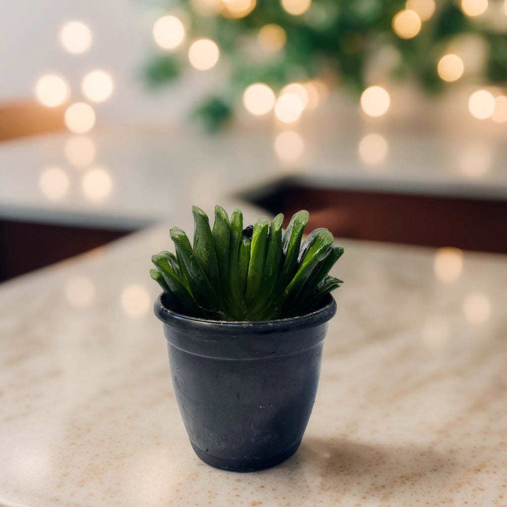 Mini Succulent Plant 7
