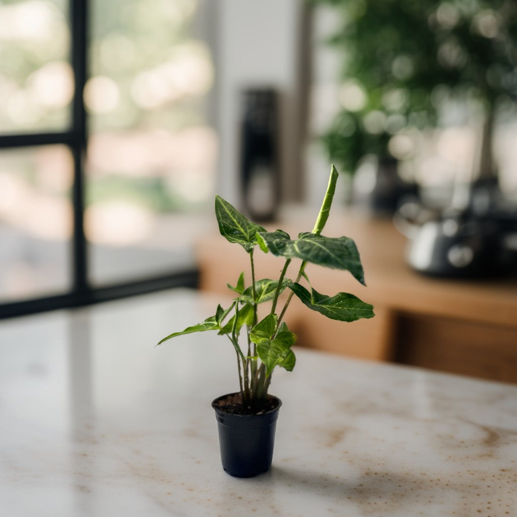 Syngonium Plant