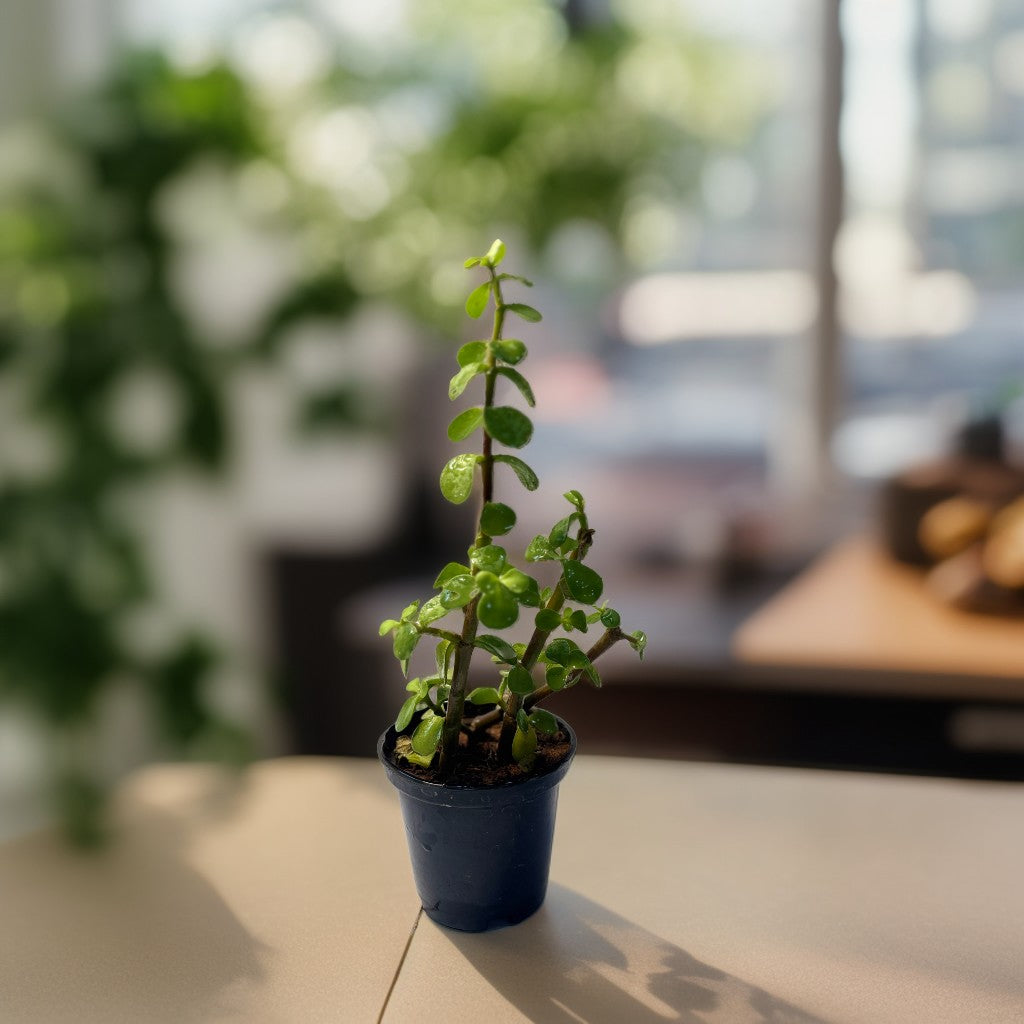 Jade Plant