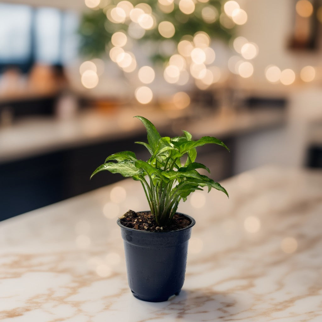 Mini Syngonium