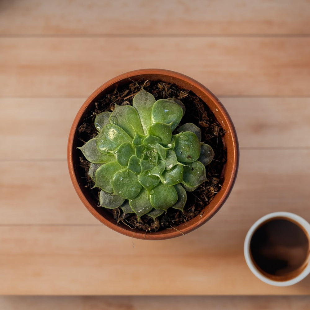 Mini Succulent Plant 1