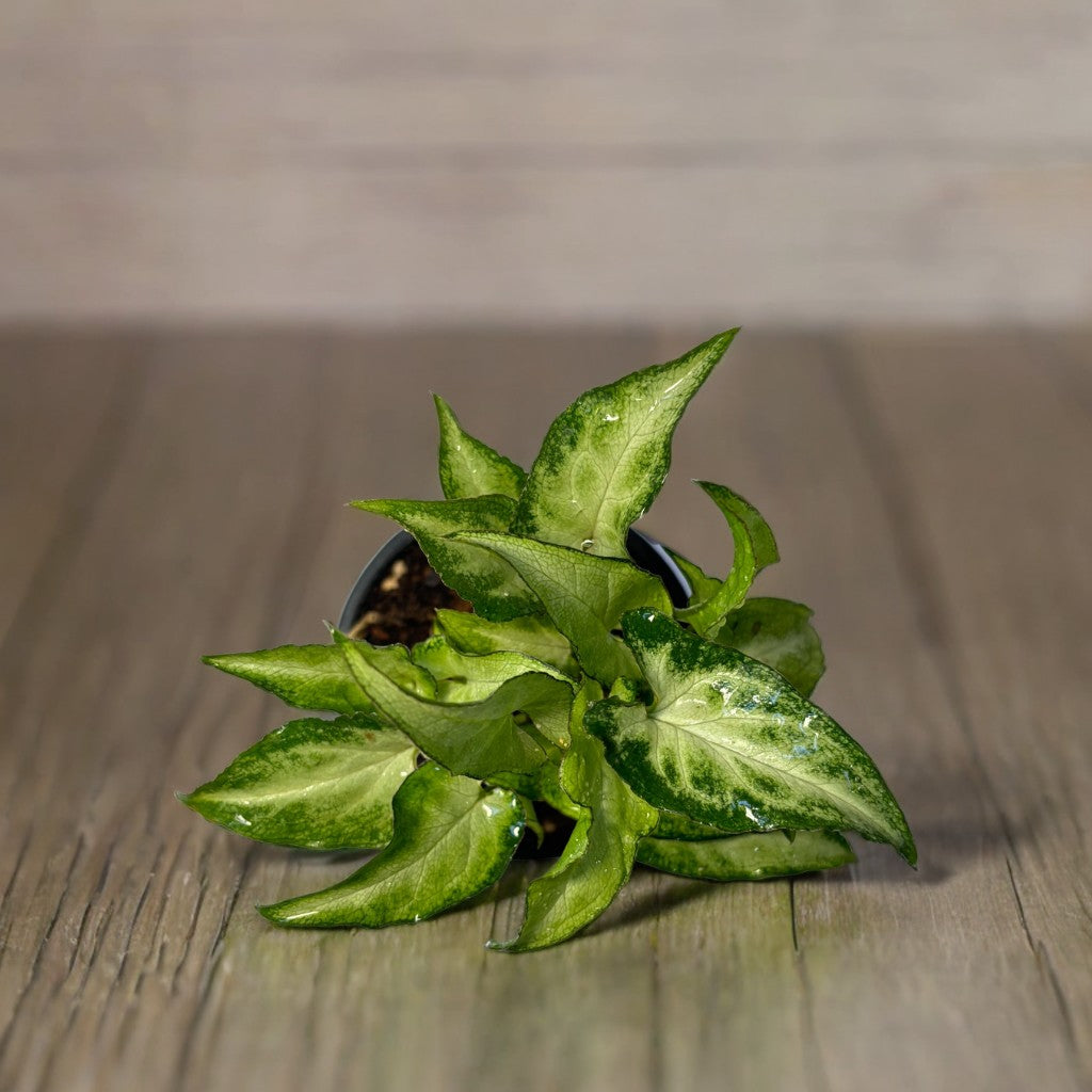 Mini Syngonium