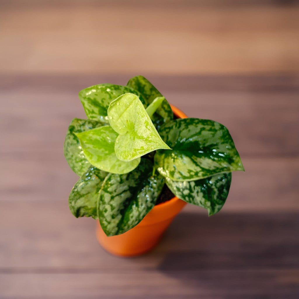 Imported Money Plant