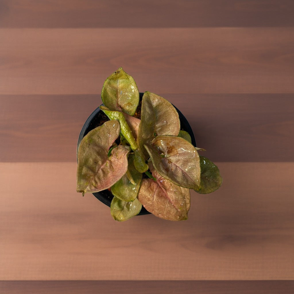Pinkish Syngonium