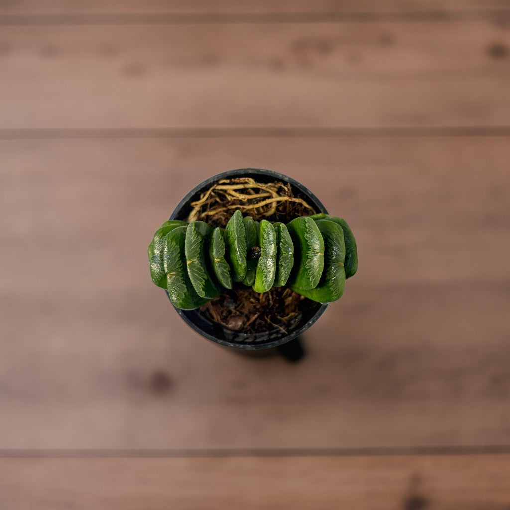 Mini Succulent Plant 7