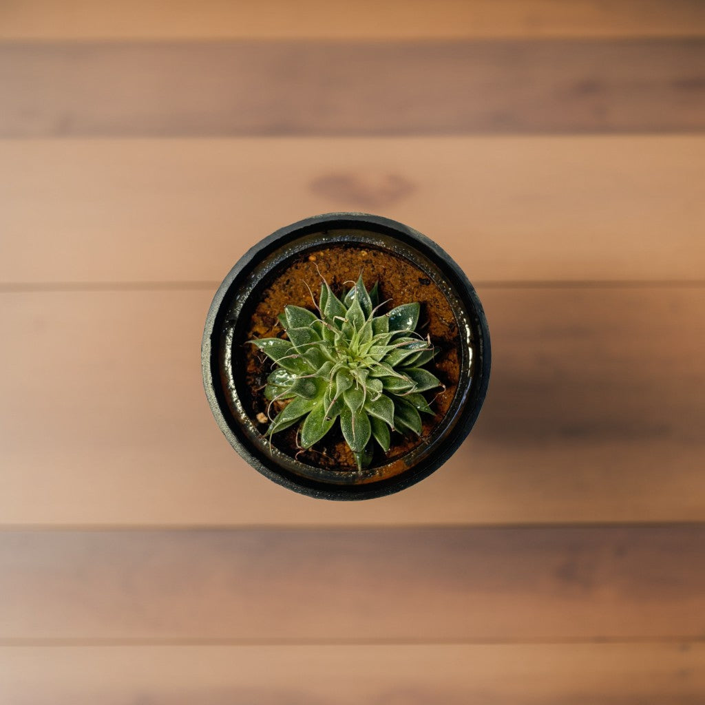 Mini Succulent Plant 6