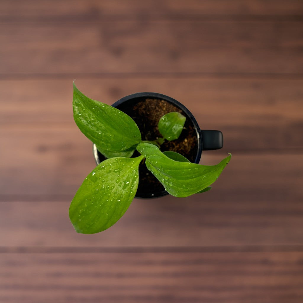 Mini Peace Lily