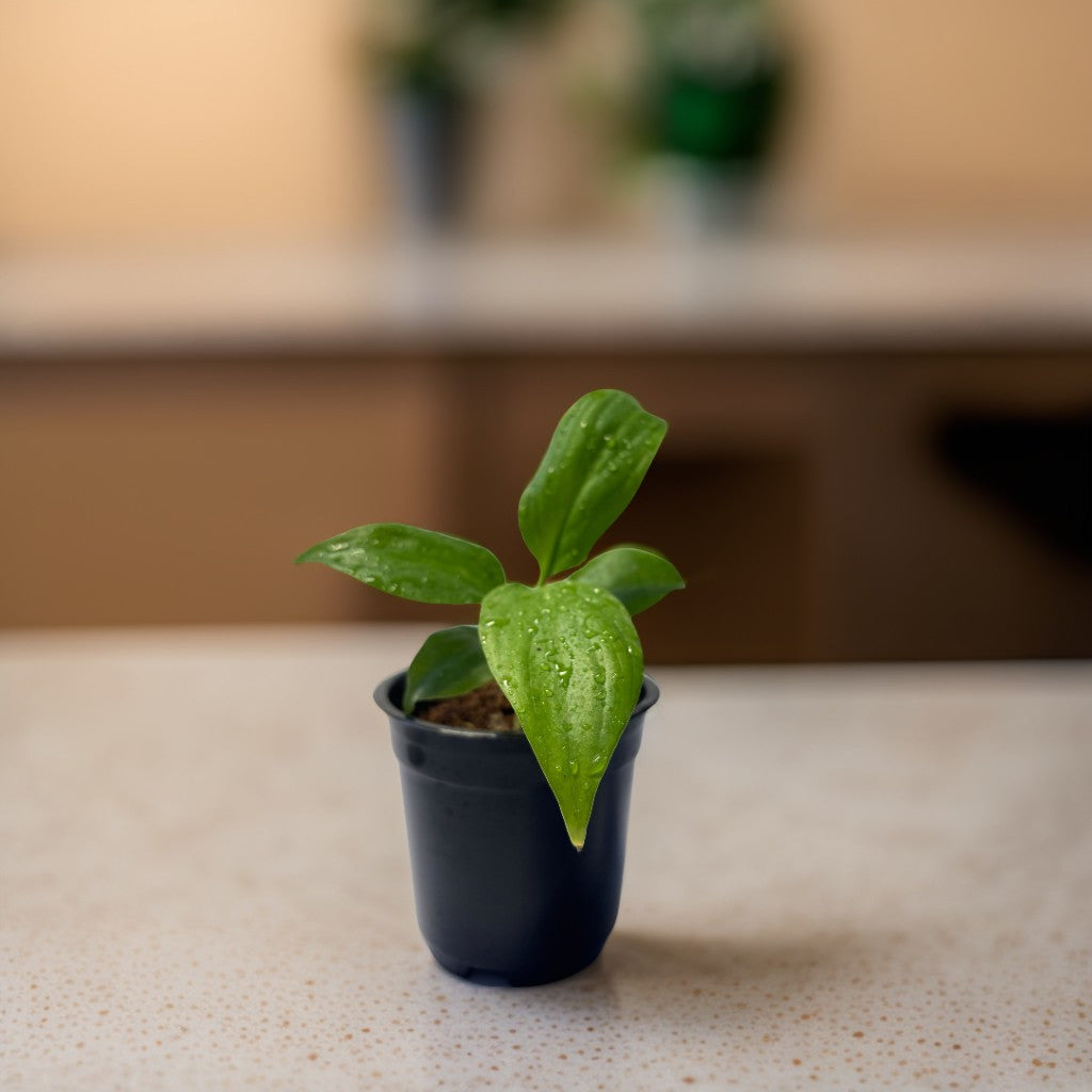 Mini Peace Lily