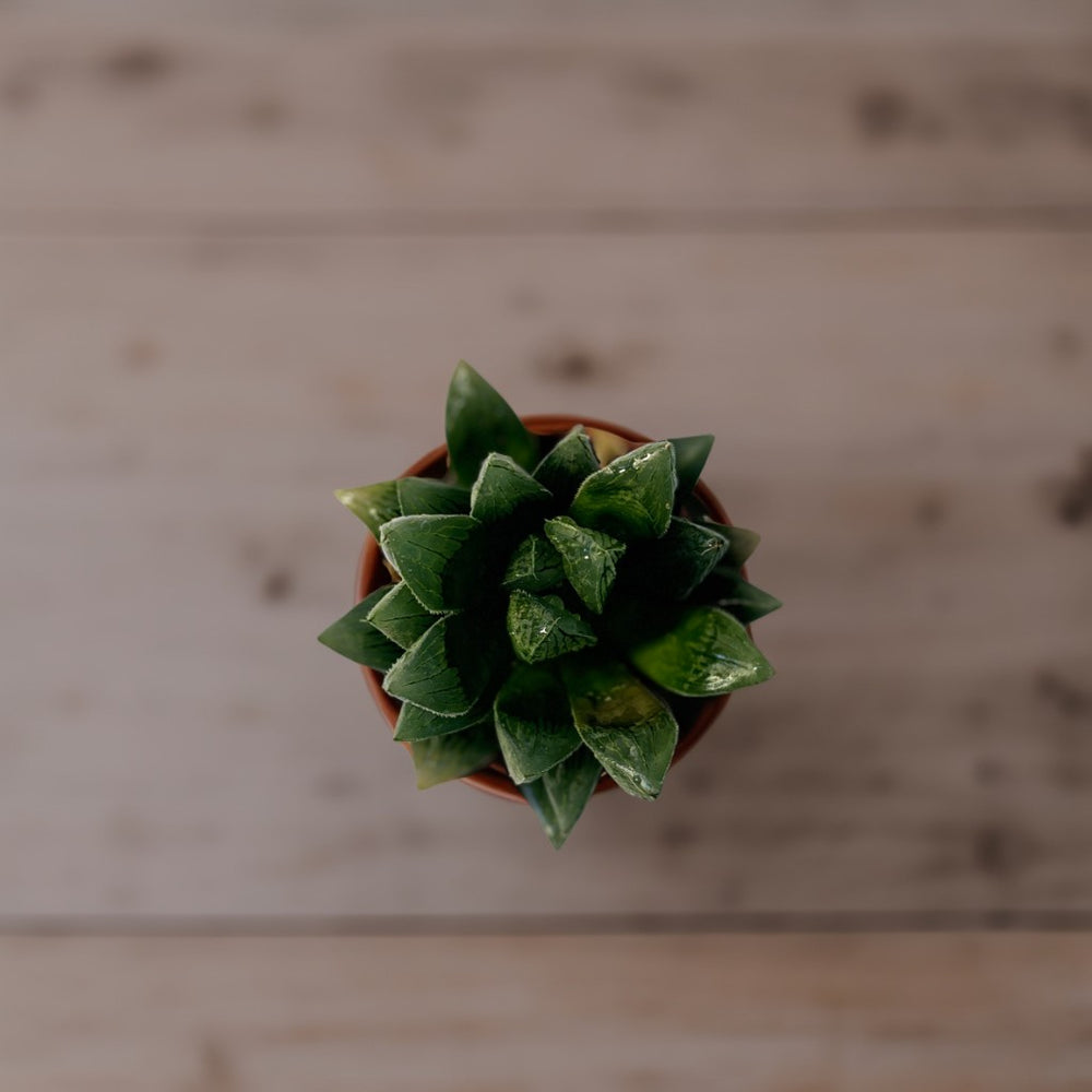 Haworthia cymbiformis Succulent
