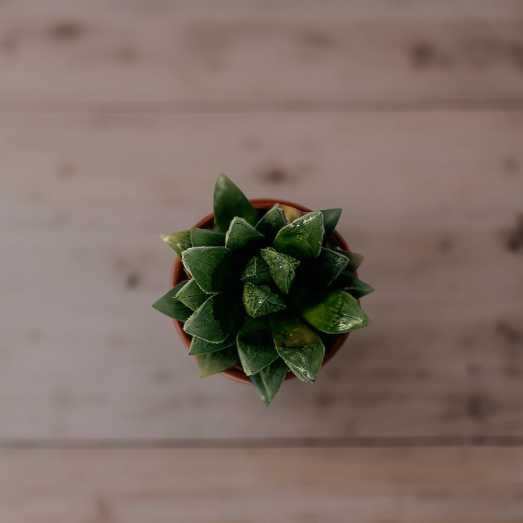 Mini Succulent Plant 2