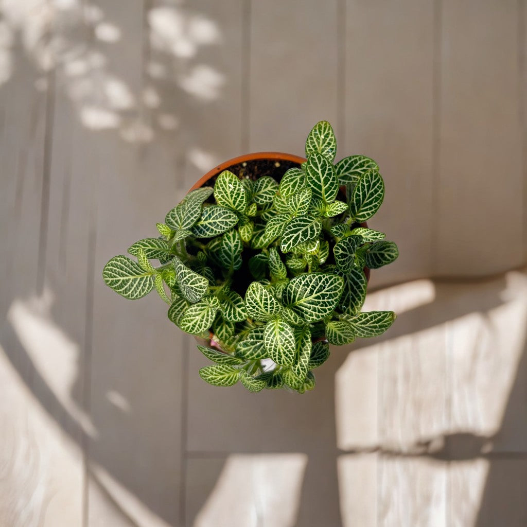 Fittonia Plant