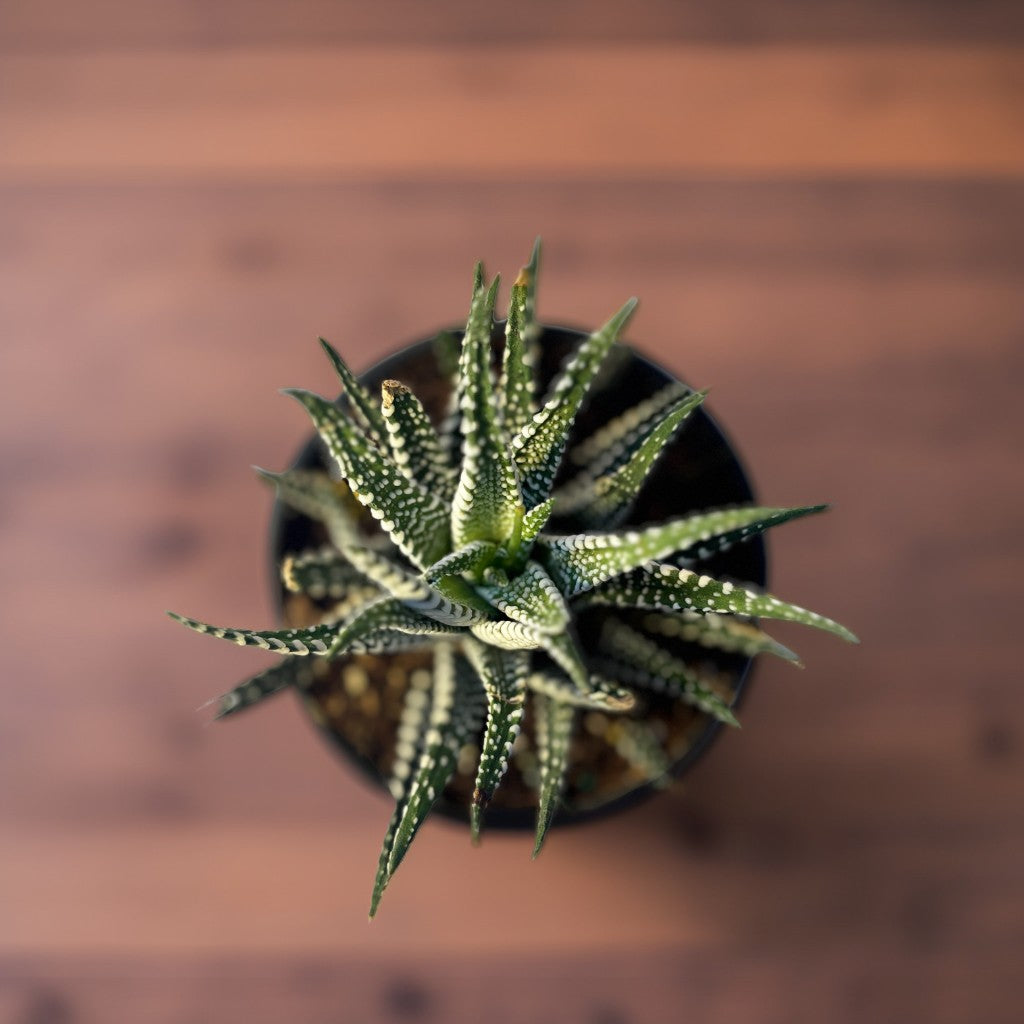 Zebra Plant small
