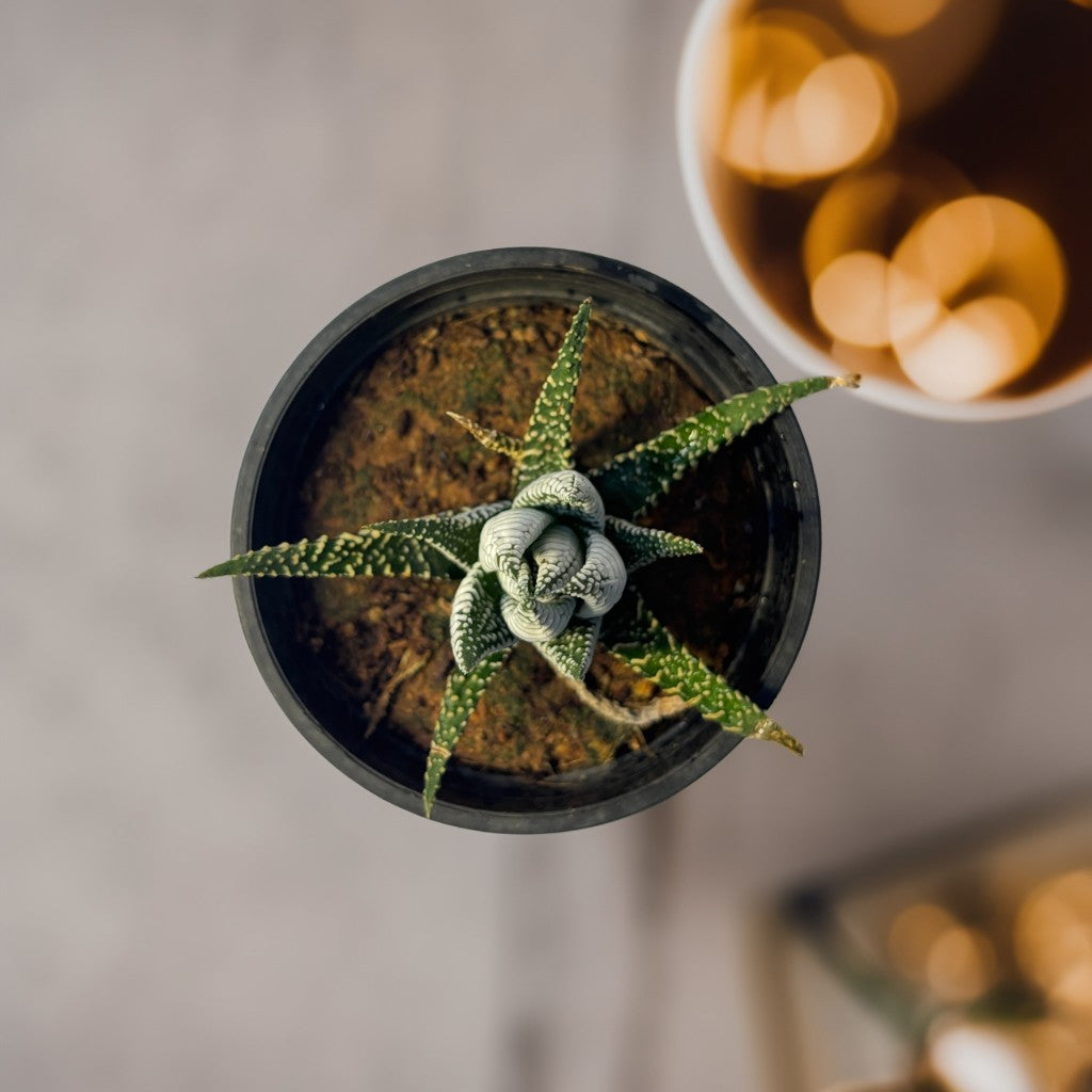 Zebra Plant