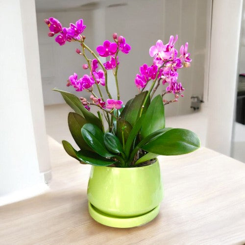 orchid plants online near Bangalore